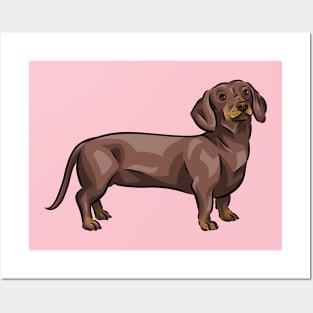 Chocolate and Tan Dachshund Dog Posters and Art